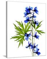 Blue Delphinium-Judy Stalus-Stretched Canvas