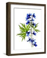 Blue Delphinium-Judy Stalus-Framed Art Print