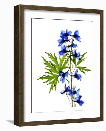 Blue Delphinium-Judy Stalus-Framed Art Print