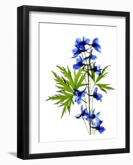 Blue Delphinium-Judy Stalus-Framed Art Print