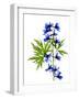 Blue Delphinium-Judy Stalus-Framed Art Print