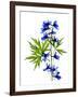 Blue Delphinium-Judy Stalus-Framed Art Print