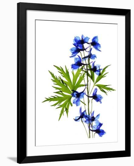 Blue Delphinium-Judy Stalus-Framed Art Print