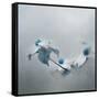 Blue Dogwood-Jai Johnson-Framed Stretched Canvas