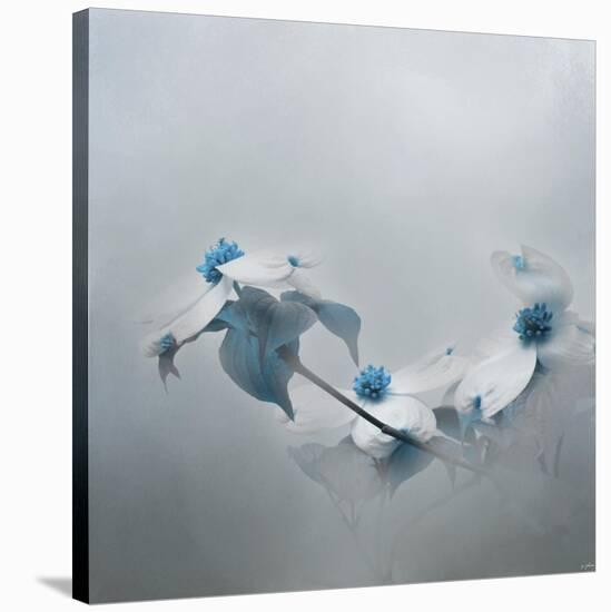 Blue Dogwood-Jai Johnson-Stretched Canvas