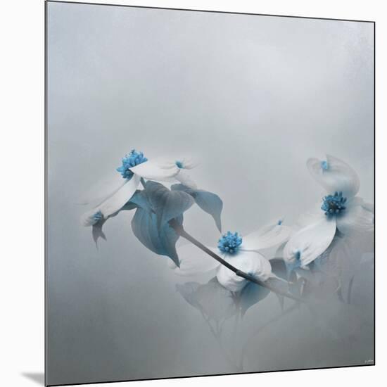 Blue Dogwood-Jai Johnson-Mounted Giclee Print