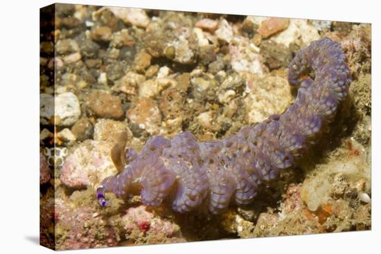 Blue Dragon Nudibranch-Hal Beral-Stretched Canvas