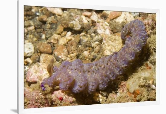 Blue Dragon Nudibranch-Hal Beral-Framed Photographic Print