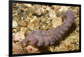 Blue Dragon Nudibranch-Hal Beral-Framed Photographic Print