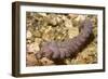 Blue Dragon Nudibranch-Hal Beral-Framed Photographic Print