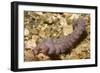 Blue Dragon Nudibranch-Hal Beral-Framed Photographic Print