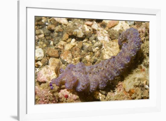 Blue Dragon Nudibranch-Hal Beral-Framed Photographic Print