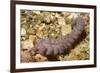 Blue Dragon Nudibranch-Hal Beral-Framed Photographic Print