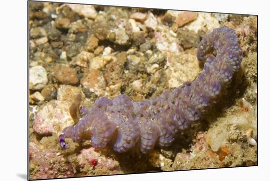 Blue Dragon Nudibranch-Hal Beral-Mounted Photographic Print