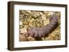 Blue Dragon Nudibranch-Hal Beral-Framed Photographic Print