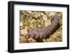 Blue Dragon Nudibranch-Hal Beral-Framed Photographic Print