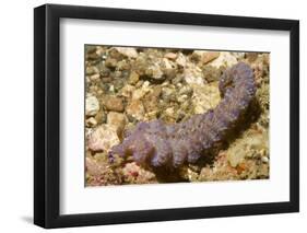 Blue Dragon Nudibranch-Hal Beral-Framed Photographic Print