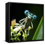 Blue Dragonfly On A Flower - Funny Portrait-Kletr-Framed Stretched Canvas