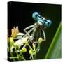 Blue Dragonfly On A Flower - Funny Portrait-Kletr-Stretched Canvas