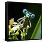 Blue Dragonfly On A Flower - Funny Portrait-Kletr-Framed Stretched Canvas