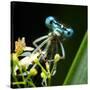 Blue Dragonfly On A Flower - Funny Portrait-Kletr-Stretched Canvas