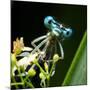 Blue Dragonfly On A Flower - Funny Portrait-Kletr-Mounted Photographic Print