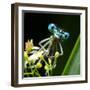 Blue Dragonfly On A Flower - Funny Portrait-Kletr-Framed Photographic Print