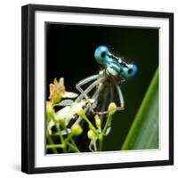 Blue Dragonfly On A Flower - Funny Portrait-Kletr-Framed Photographic Print