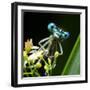 Blue Dragonfly On A Flower - Funny Portrait-Kletr-Framed Photographic Print