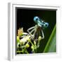 Blue Dragonfly On A Flower - Funny Portrait-Kletr-Framed Photographic Print