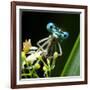 Blue Dragonfly On A Flower - Funny Portrait-Kletr-Framed Photographic Print