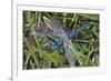 Blue Dragonfly-Kirstie Adamson-Framed Giclee Print