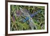 Blue Dragonfly-Kirstie Adamson-Framed Giclee Print