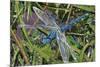 Blue Dragonfly-Kirstie Adamson-Mounted Giclee Print