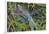 Blue Dragonfly-Kirstie Adamson-Framed Giclee Print