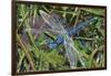 Blue Dragonfly-Kirstie Adamson-Framed Giclee Print