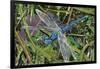 Blue Dragonfly-Kirstie Adamson-Framed Giclee Print