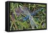 Blue Dragonfly-Kirstie Adamson-Framed Stretched Canvas