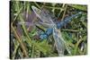 Blue Dragonfly-Kirstie Adamson-Stretched Canvas