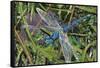 Blue Dragonfly-Kirstie Adamson-Framed Stretched Canvas