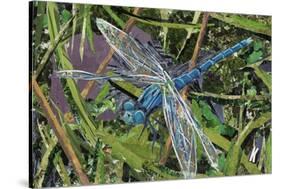 Blue Dragonfly-Kirstie Adamson-Stretched Canvas