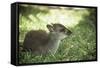 Blue Duiker Adult Male Sitting on Grass-null-Framed Stretched Canvas