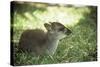 Blue Duiker Adult Male Sitting on Grass-null-Stretched Canvas