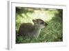 Blue Duiker Adult Male Sitting on Grass-null-Framed Photographic Print