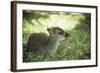 Blue Duiker Adult Male Sitting on Grass-null-Framed Photographic Print