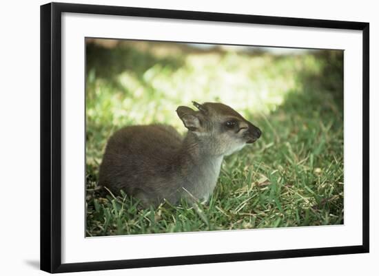 Blue Duiker Adult Male Sitting on Grass-null-Framed Photographic Print