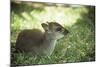 Blue Duiker Adult Male Sitting on Grass-null-Mounted Photographic Print