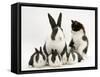 Blue Dutch Rabbit and Four 3-Week Babies and Black-And-White Kitten-Jane Burton-Framed Stretched Canvas