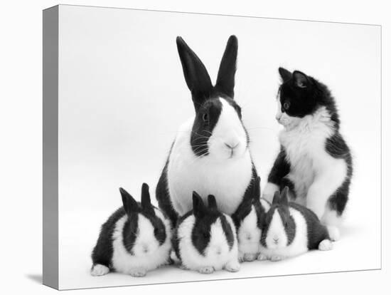 Blue Dutch Rabbit and Four 3-Week Babies and Black-And-White Kitten-Jane Burton-Stretched Canvas