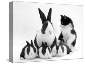 Blue Dutch Rabbit and Four 3-Week Babies and Black-And-White Kitten-Jane Burton-Stretched Canvas